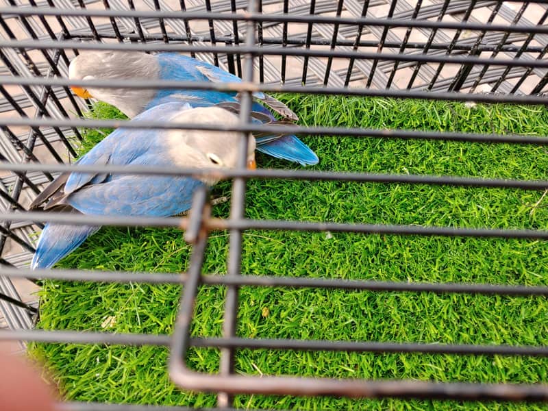 Albino Red Eye - Parblue Opaline Green Blue Fisher Lovebird - Seed Pot 12