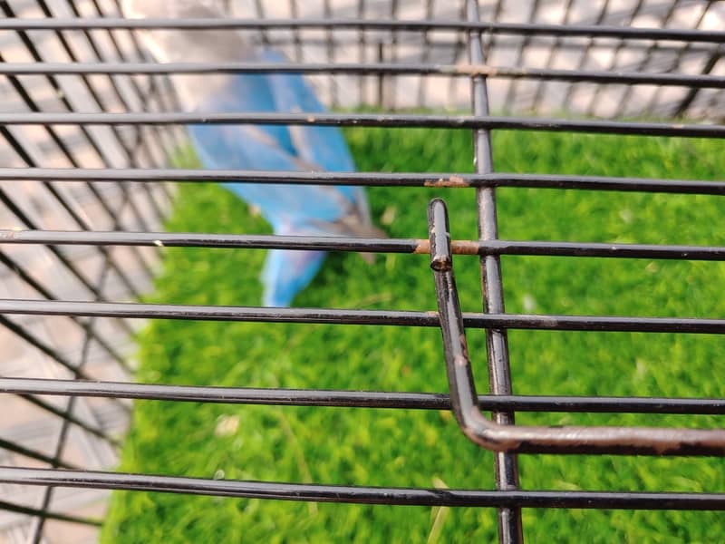 Albino Red Eye - Parblue Opaline Green Blue Fisher Lovebird - Seed Pot 13