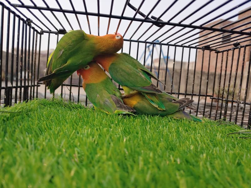 Albino Red Eye - Parblue Opaline Green Blue Fisher Lovebird - Seed Pot 14