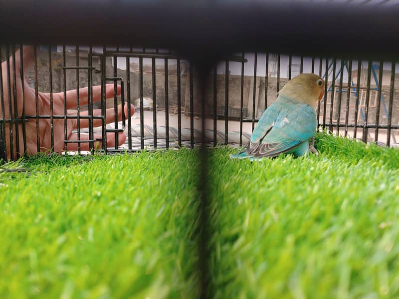 Albino Red Eye - Parblue Opaline Green Blue Fisher Lovebird - Seed Pot 15