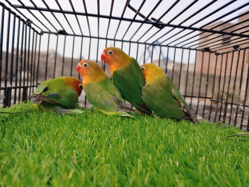 Albino Red Eye - Parblue Opaline Green Blue Fisher Lovebird - Seed Pot 16