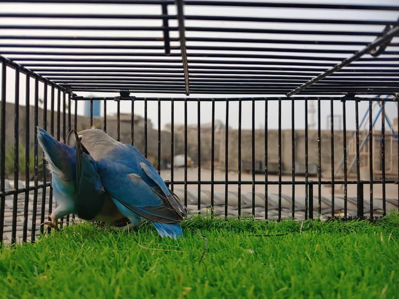 Albino Red Eye - Parblue Opaline Green Blue Fisher Lovebird - Seed Pot 17