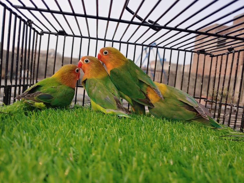 Albino Red Eye - Parblue Opaline Green Blue Fisher Lovebird - Seed Pot 18