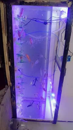 fish tank