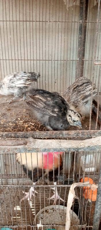 black n grey silkie chicks and misri pair 0