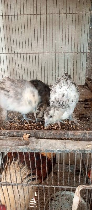 black n grey silkie chicks and misri pair 1