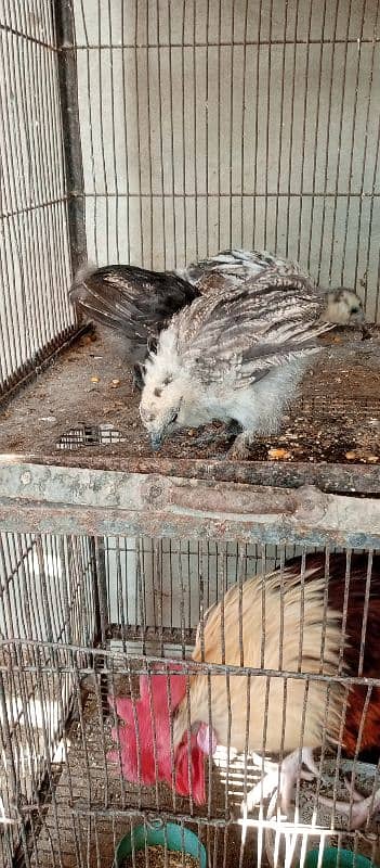 black n grey silkie chicks and misri pair 2