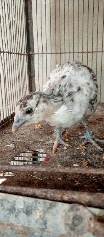 black n grey silkie chicks and misri pair 3