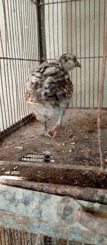 black n grey silkie chicks and misri pair 4