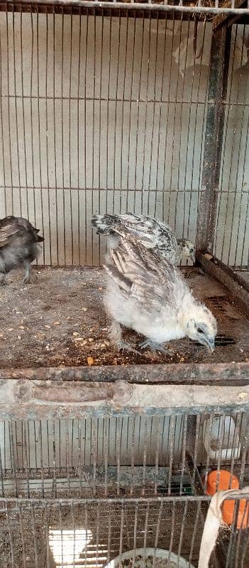 black n grey silkie chicks and misri pair 5