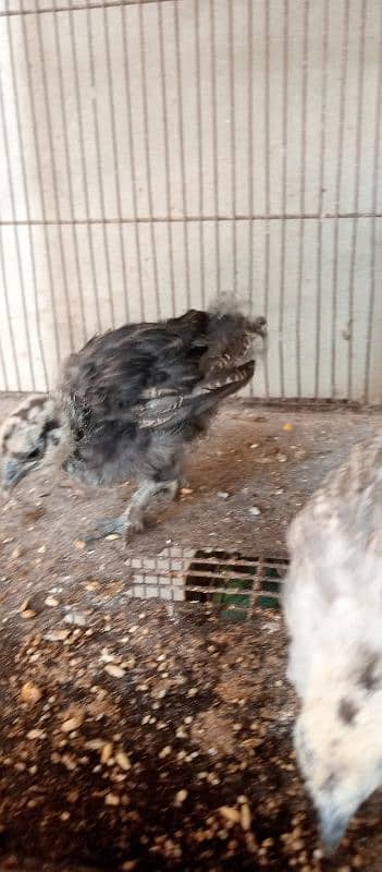 black n grey silkie chicks and misri pair 6