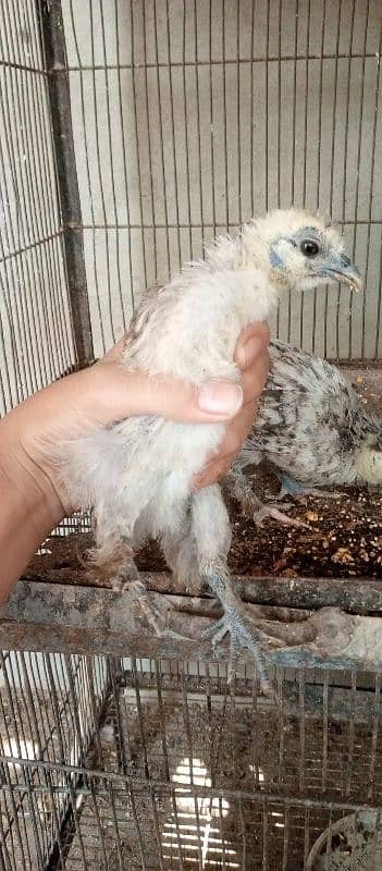 black n grey silkie chicks and misri pair 7