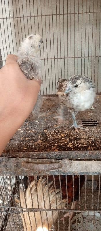 black n grey silkie chicks and misri pair 8