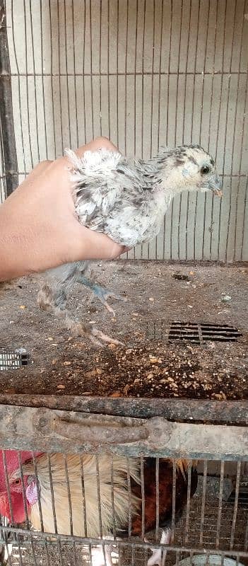 black n grey silkie chicks and misri pair 9