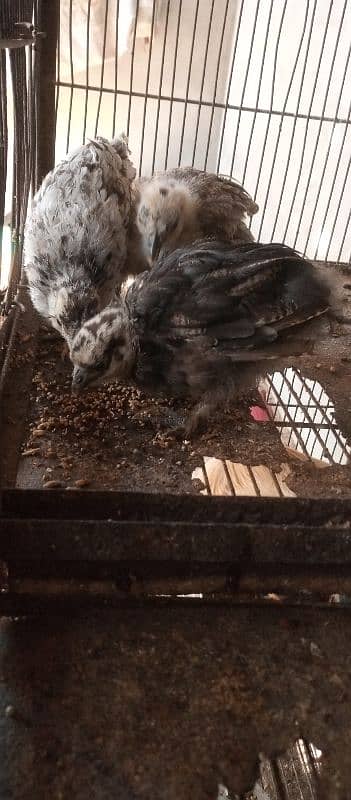 black n grey silkie chicks and misri pair 10