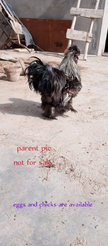 black n grey silkie chicks and misri pair 11