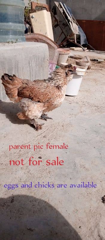 black n grey silkie chicks and misri pair 12