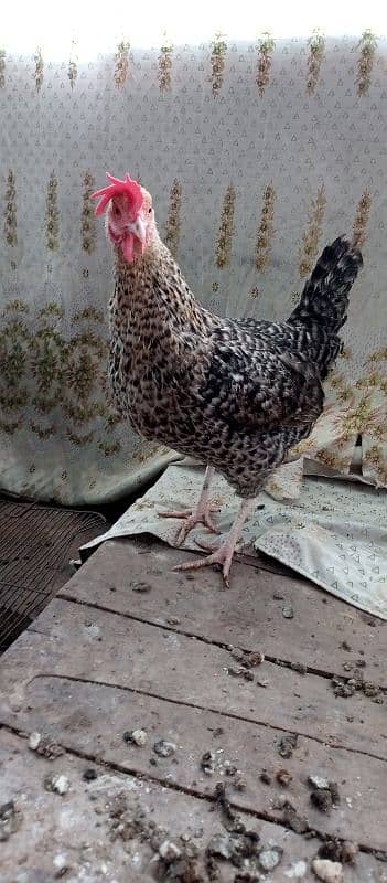 black n grey silkie chicks and misri pair 17