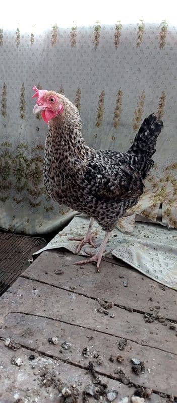 black n grey silkie chicks and misri pair 19