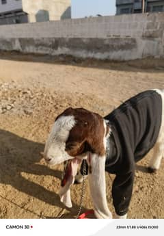 gulabi goats