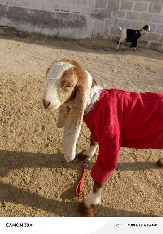 gulabi goats 1