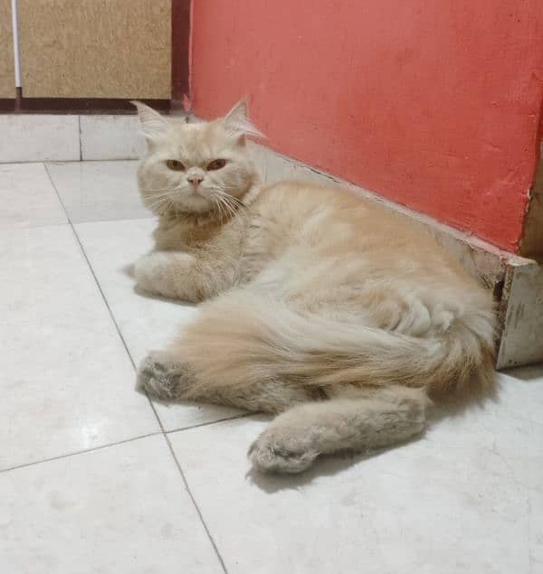 Persian male cat 0