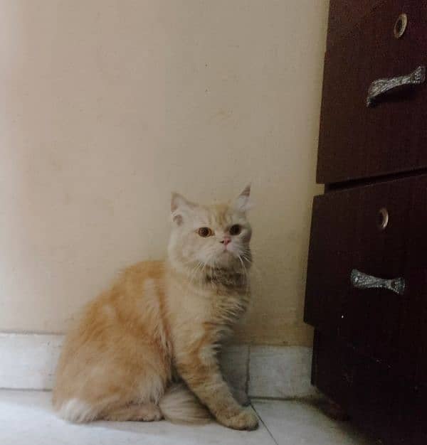 Persian male cat 1