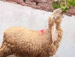 kajla chatra/sheep/goat/bakra/dumba