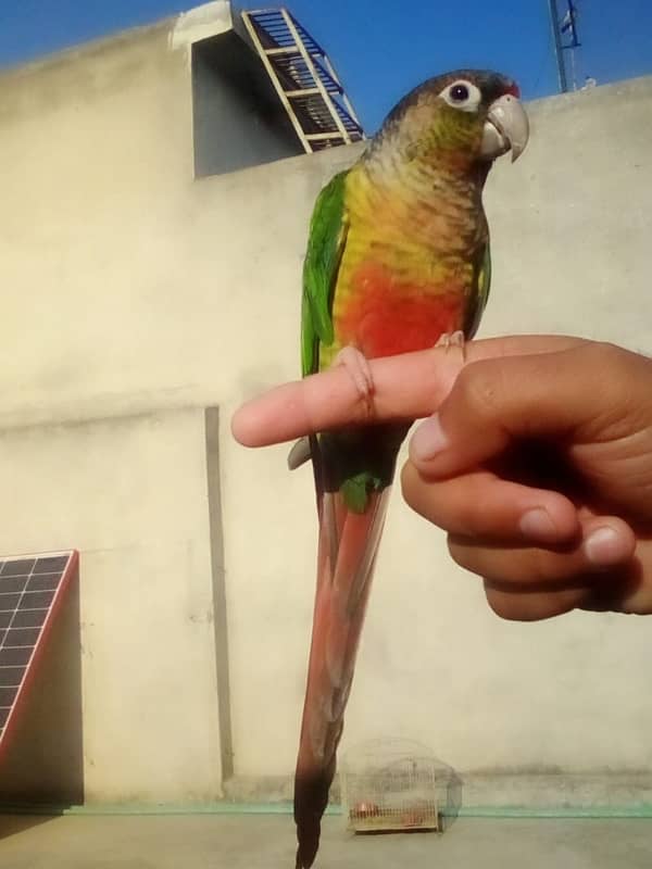 pineapple conure hand tame + fly tame 0