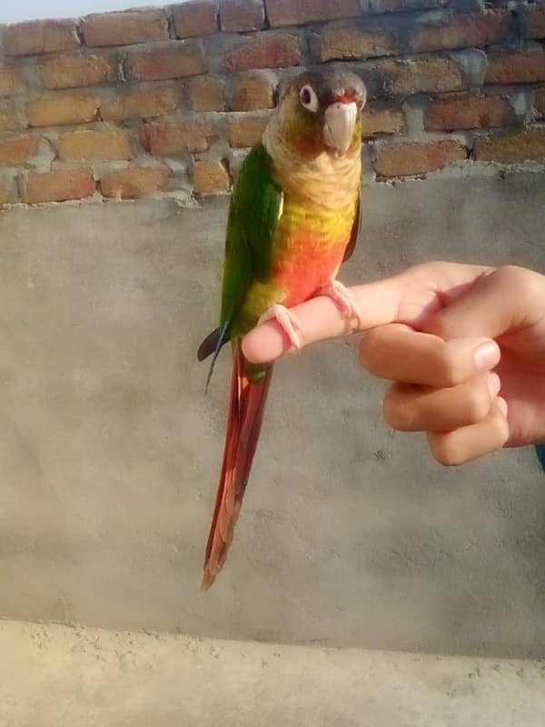 pineapple conure hand tame + fly tame 2