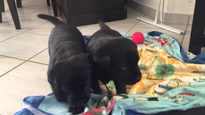 Lab puppies 0