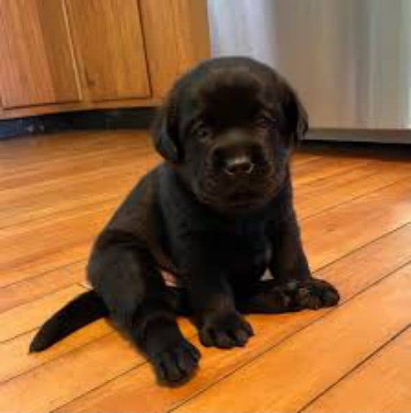 Lab puppies 1