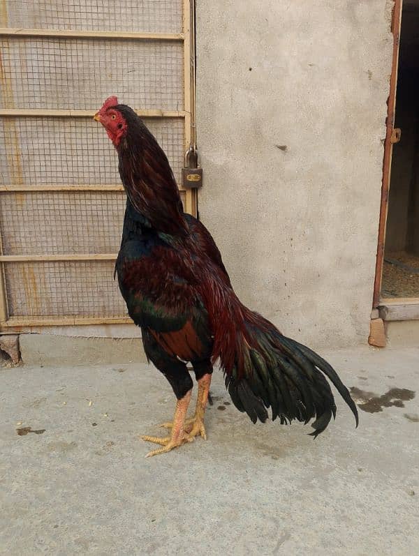 Lakha murga for sale 3