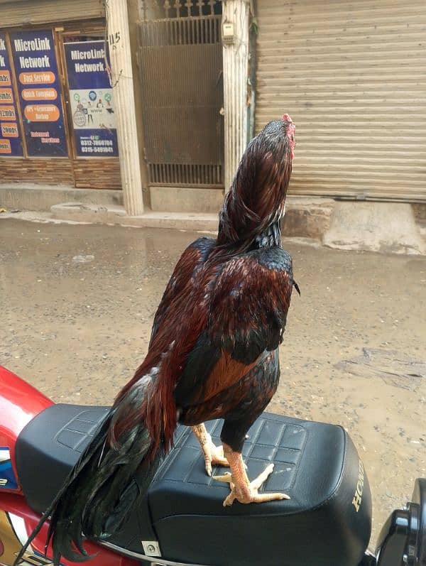 Lakha murga for sale 4