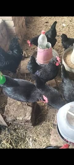 Australorp