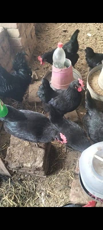 Australorp egg lawing female foresale totally vaccinated han 0