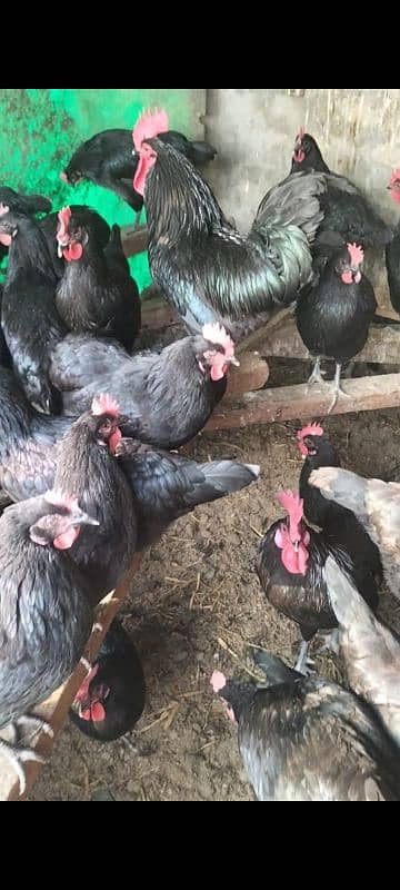 Australorp egg lawing female foresale totally vaccinated han 2