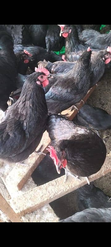 Australorp egg lawing female foresale totally vaccinated han 4