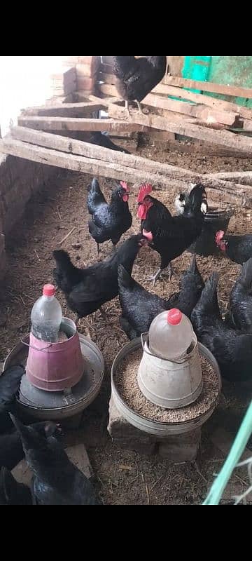 Australorp egg lawing female foresale totally vaccinated han 5