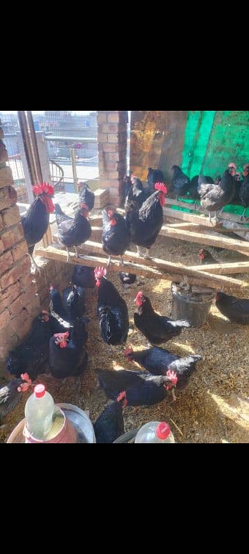 Australorp egg lawing female foresale totally vaccinated han 6