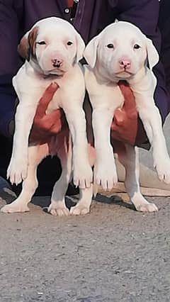 Bully gultair dog | gultair puppies |bully dogs |bully gultair