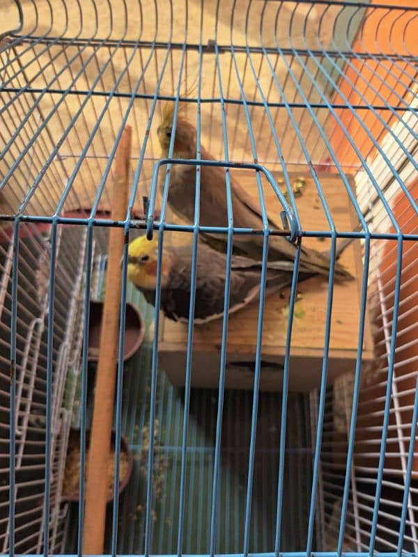 Cockatiel Breeder Pair 0