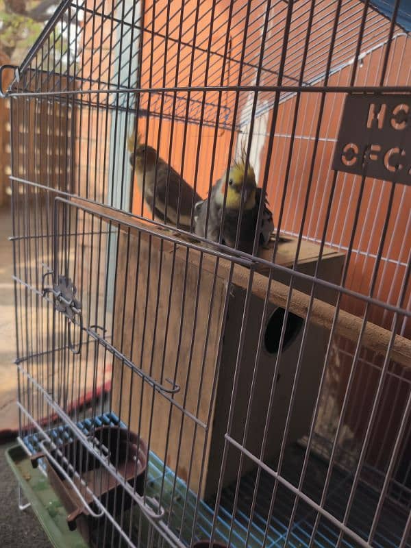 Cockatiel Breeder Pair 1