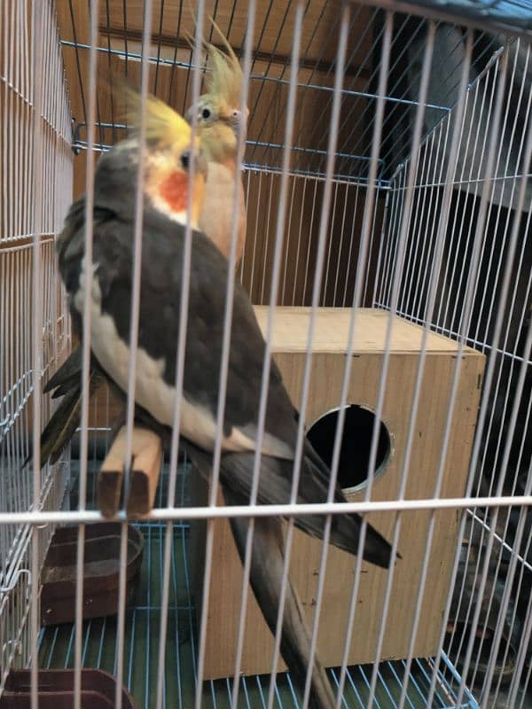 Cockatiel Breeder Pair 2