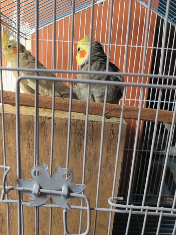 Cockatiel Breeder Pair 3