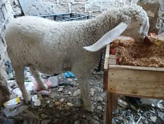 pure larkana gulabi dumba/ Sheep for sale