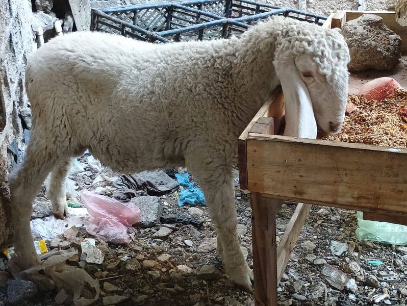 pure larkana gulabi dumba/ Sheep for sale 1