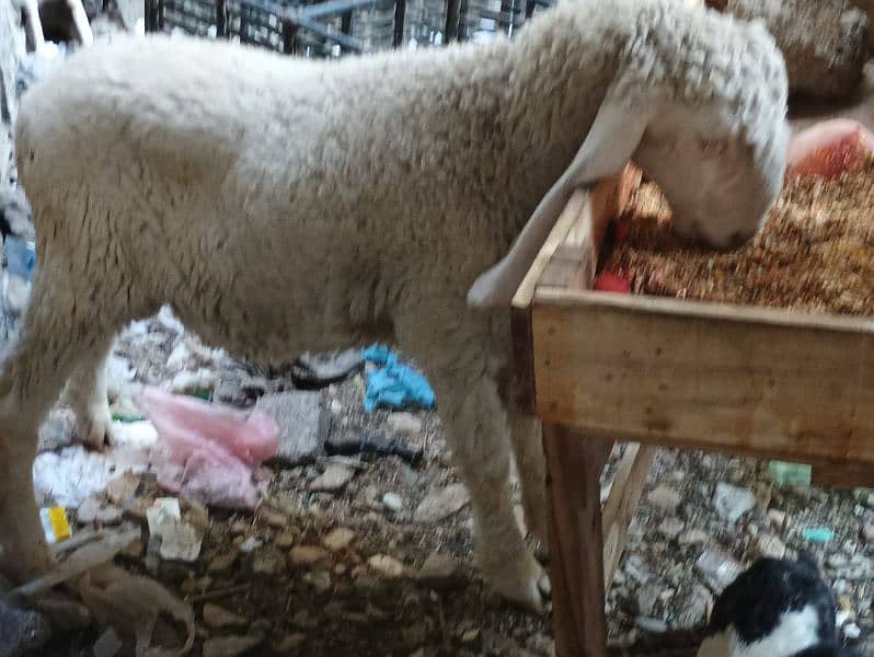 pure larkana gulabi dumba/ Sheep for sale 2