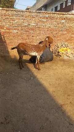 Beetal Goat for sale contact whatsapp 0333.7529629