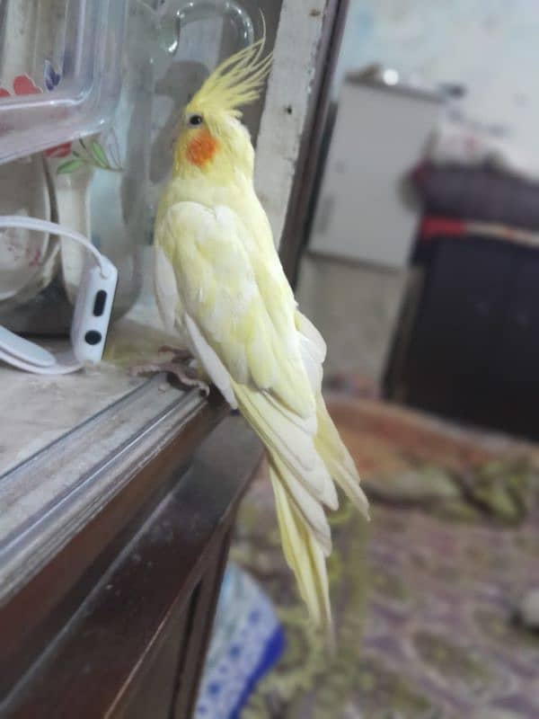 FEMALE COCKATIEL PARROT LOOKING FOR A NEW SHELTER 1